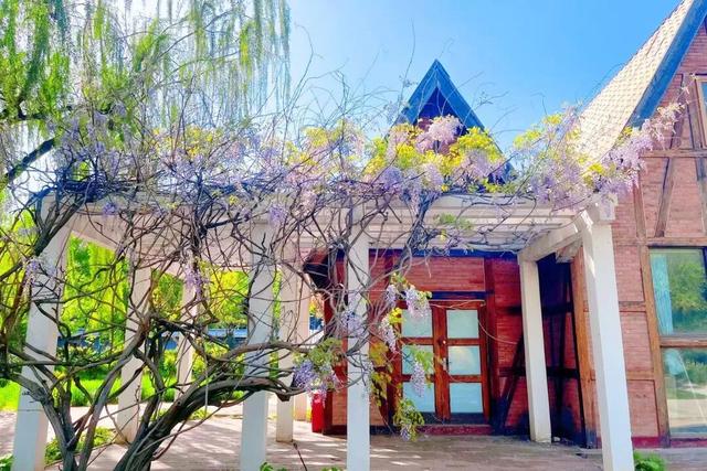 半日休闲游玩 | 牡丹+流苏+多巴胺花海，好拍到停不下来