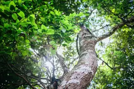 最高每公斤7.6万！2024十大天价普洱茶曝光，老班章居然垫底了！图片