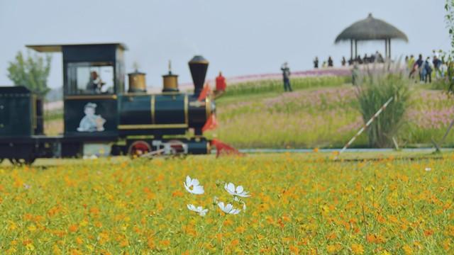 国内春日花海天花板：第1个美如画，第3个贵州小城竟藏着世界之最