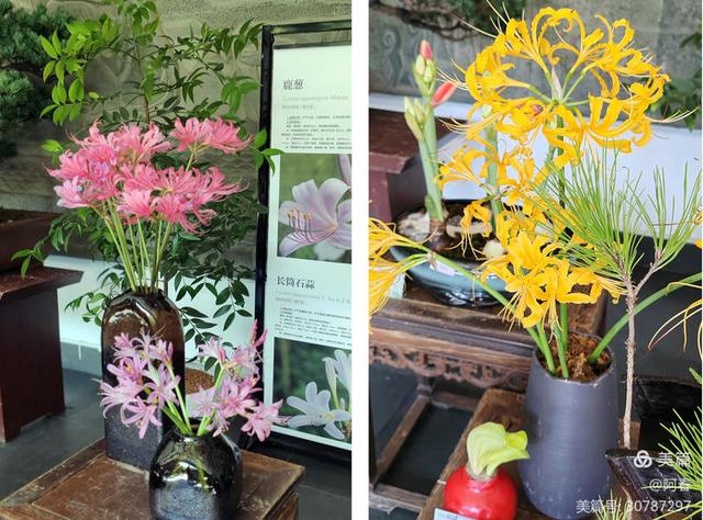 游西湖：杭州植物园之石蒜花展