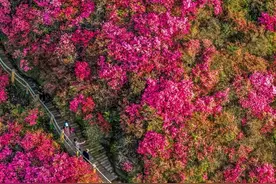 官方认证！黄陂杜鹃花惊艳全国 火到海外图片