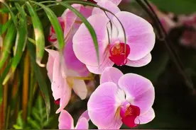 蝴蝶兰已被拉入黑名单，原因有5点，花友们不要再养了图片