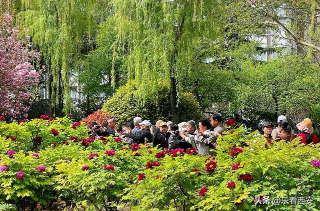 陕西西安：牡丹盛放春意浓 牡丹苑迎来最佳观赏期