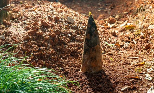 带娃去“吃春”！挖野菜、剥春笋、品春茶，这份亲子游清单请收好