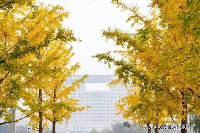 陕西渭南：人民公园银杏林色彩纷呈 祥和美丽 秋色宜人