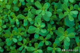 马齿苋和黑豆一起煮水喝，没想到这么厉害，试了3天超管用，快学图片