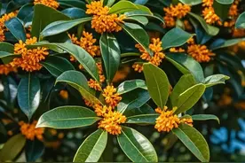 丹桂、金桂、银桂、四季桂美图，哪种你最喜欢图片