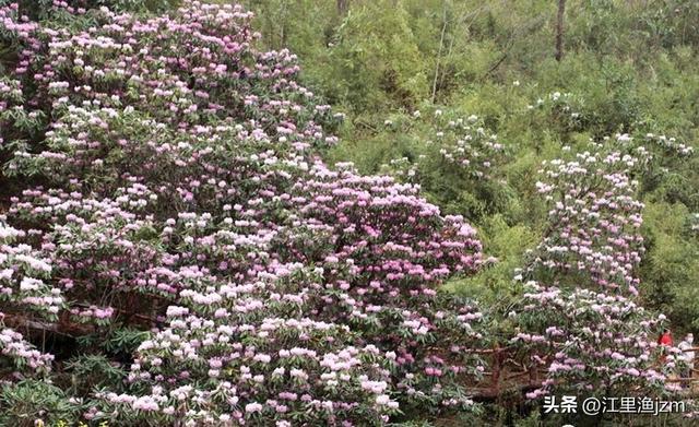 杜鹃花开，心有归处