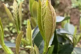 网上买车厘子树苗？小心买到假的，认准产地，不要贪图便宜图片