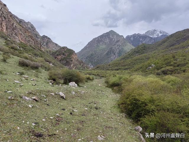 渭源双石门*石门雪山的杜鹃花