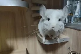 软萌超可爱，养龙猫一周年经验分享，可能是最适合懒人养的宠物了图片