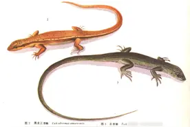 相信民间偏方：3人抓51条“四脚蛇”泡酒！价值上万，结局如何？图片