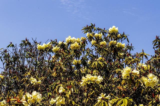 被严重低估的贵州毕节：这100多平方公里的杜鹃，不看真的会后悔