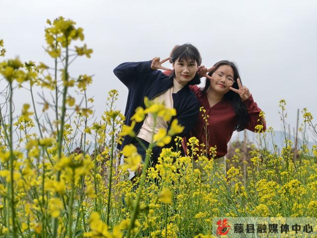 金色花海迎客来！藤县多地油菜花盛放绘就春日画卷
