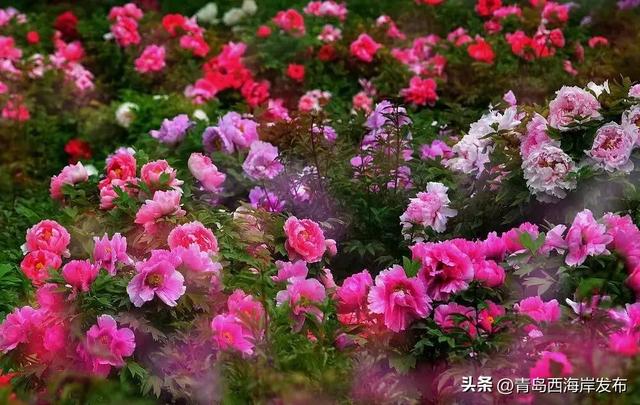 免费送票!西海岸这片牡丹花海惊艳全城
