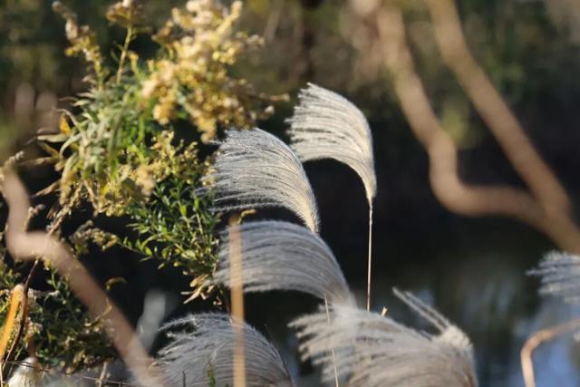 季节限定，丹徒这里“红”了！