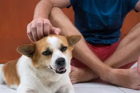 新手养狗指南：狗狗为什么会对主人有攻击性行为？图片