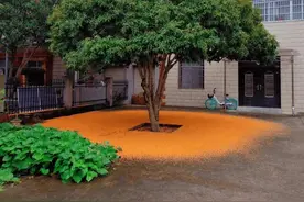 “阴树不能进家门，阳树不能进坟墓”，哪些是阴树，都有啥道理？图片