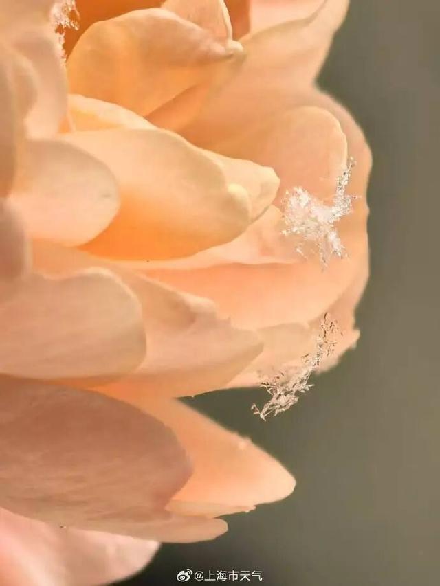 上海全城追雪！朋友圈和校园里彻底沸腾！零下6℃要来了，赏雪打卡还有机会