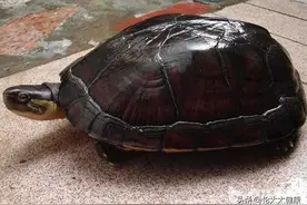 石金钱龟：我不是一只普通的龟！图片