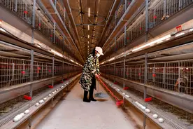 村集体收益可达4.2万元！桂林蛋鸭产业成乡村振兴 “新引擎”！图片