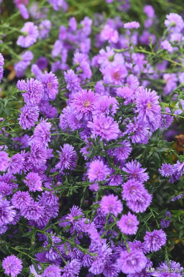 此刻，紫色“花毯”已“铺”好，石家庄市栾城区美成这样……