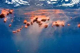 蓝鲸排便达2吨！方圆百米遮天蔽日，为何却被人称为自然的恩赐图片