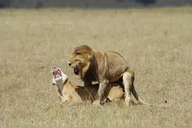 动物都会定期发情，人类女性却隐藏“发情期”？是进步还是退化？图片