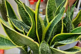 想让虎皮兰“冒小崽”，先要学会剪，其次才是养，顺序很重要图片