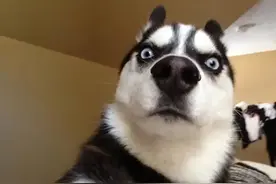 后备箱里伸狗头？铲屎官为防止二哈拆车，竟然在车尾开了一个洞！图片