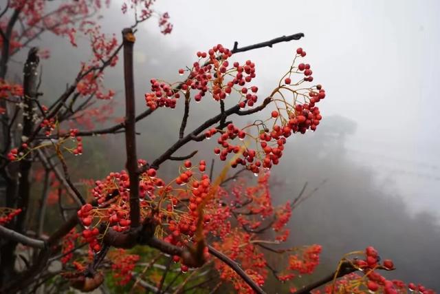 临沂这抹红，醉了秋日山水