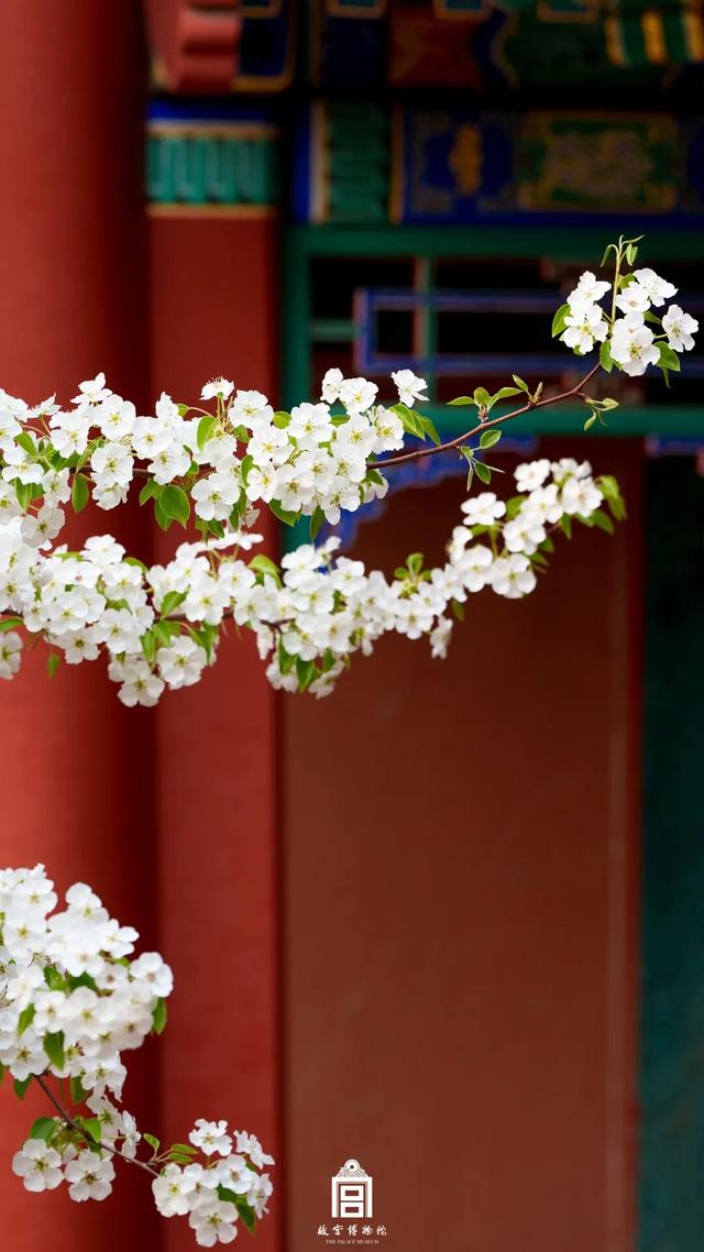 故宫四季美景一览，震撼高清美图预警！