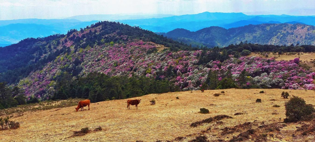 寒冬，来大姚邂逅温暖阳光...