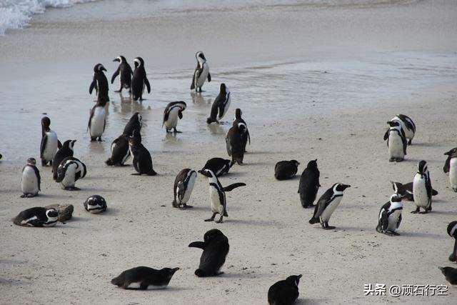 南部非洲：南非开普敦企鹅岛