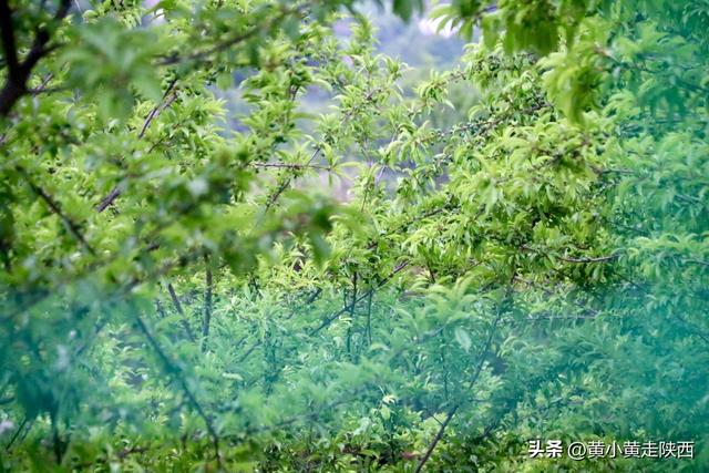 99%陕西人没听过的秦岭小山，海拔只有太白山1/4，却被写入史书！