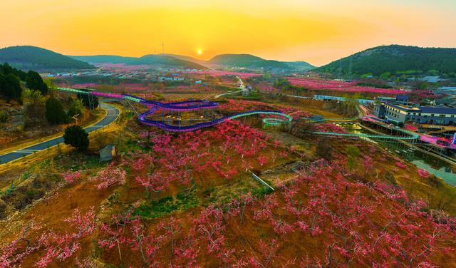 肥城桃花开成海 桃源春风醉若仙