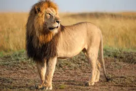 盘点战斗力最强的10个狮子亚种：开普狮仅排第6，残暴狮第1无悬念图片