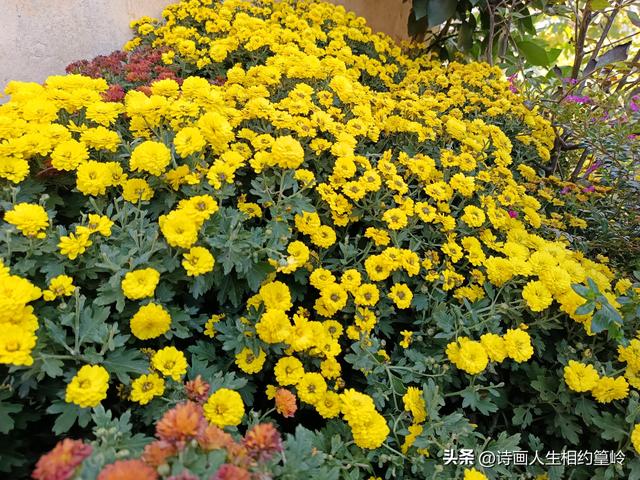 越是乱秋越思乡