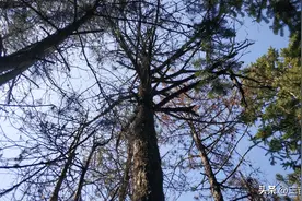 有没有发现，现在山区农村的一些松树出了问题？莫名死亡？图片