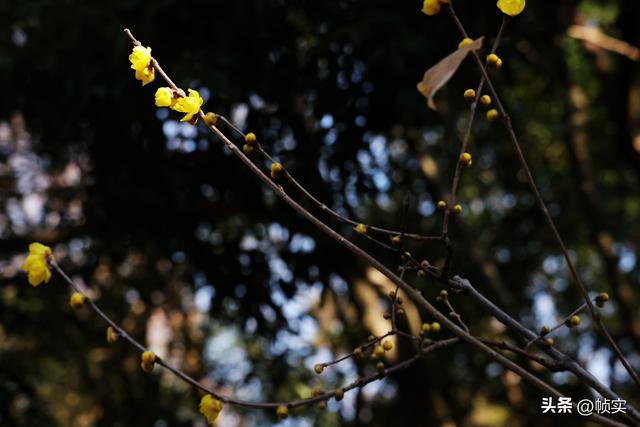 “蜡”么美“蜡”么香，上海公园蜡梅绽放即将迎来盛花期