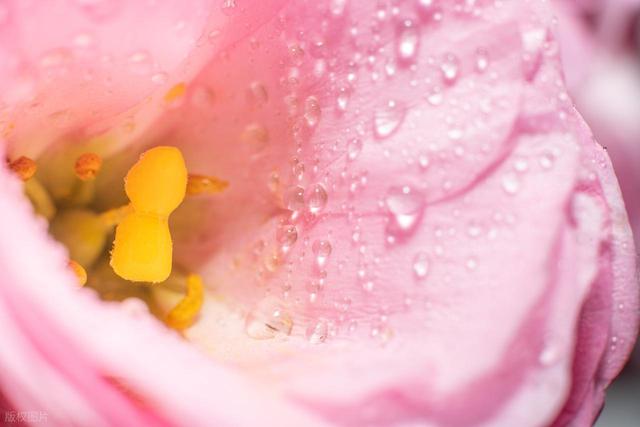 550万株正开！藏在安徽旷野上的郁金香花海，多彩又免费，可露营