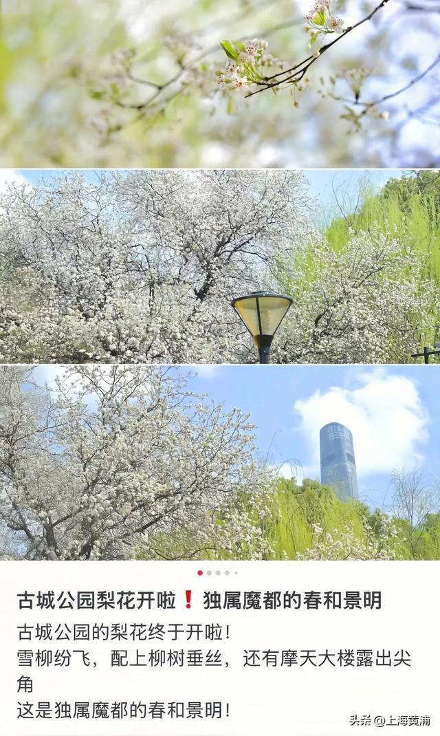 “魔都唯二”！太美啦！