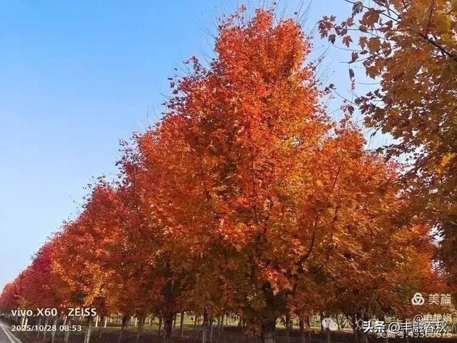 丹枫映秋,枫彩满楼|申艳娟