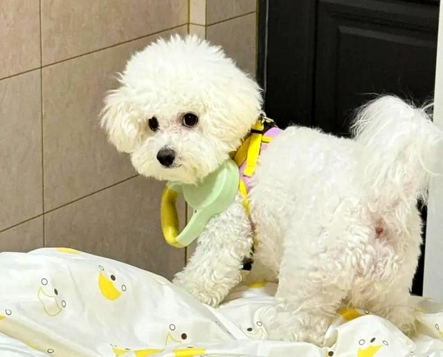 狗狗不舒服不会喊疼，但这5个信号藏不住，养宠人要记好