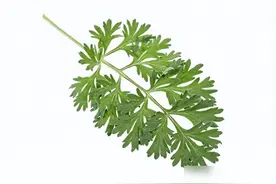 你家有晒干的艾草吗？我也才知道，原来放家里还有5个很棒的用途图片