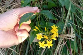 传说毒死神农氏的“断肠草”，常被广东人误食！如今农民当成宝？图片