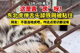 这是真“虎”呀！东北虎伸舌头舔铁网被粘住图片