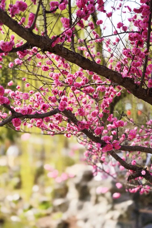 寻芳何必出城去？陕西这十座公园花事正浓