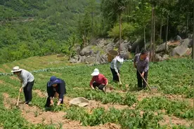 沉浸式巴山土家婚俗非遗秀今晚将在巴山大峡谷首演图片
