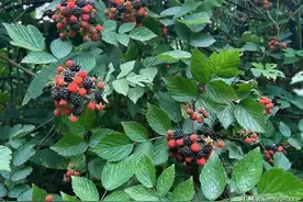 野外遇到这些红果子，到底能不能吃？你认识几种？图片